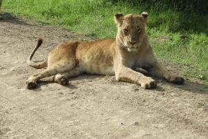 Passeio privado no Parque Nacional de Nairóbi em Landcruiser 4*4