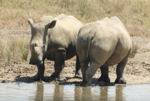 Passeio privado no Parque Nacional de Nairóbi em Landcruiser 4*4