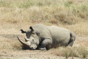 Passeio privado no Parque Nacional de Nairóbi em Landcruiser 4*4