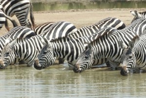 Passeio privado no Parque Nacional de Nairóbi em Landcruiser 4*4