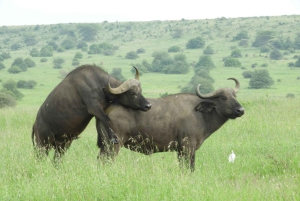 Passeio privado no Parque Nacional de Nairóbi em Landcruiser 4*4