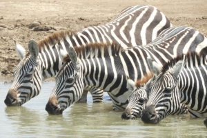 Passeio privado no Parque Nacional de Nairóbi em Landcruiser 4*4