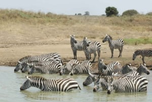 Passeio privado no Parque Nacional de Nairóbi em Landcruiser 4*4