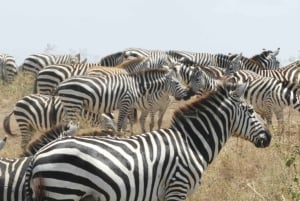 Passeio privado no Parque Nacional de Nairóbi em Landcruiser 4*4