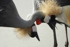 Passeio privado no Parque Nacional de Nairóbi em Landcruiser 4*4