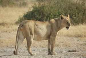 Passeio privado no Parque Nacional de Nairóbi em Landcruiser 4*4