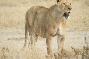 Passeio privado no Parque Nacional de Nairóbi em Landcruiser 4*4