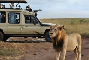 Nairobi: Nairobi National Park Half-Day Game Drive