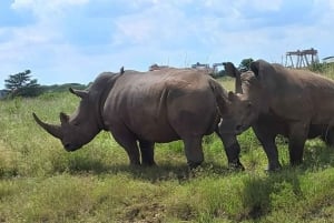 Nairobi: Nairobi National Park Half-Day Game Drive