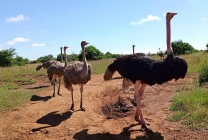 Nairobi: Nairobi National Park Half-Day Game Drive