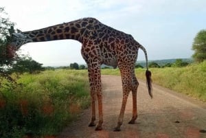 Nairobi: Nairobi National Park Half-Day Game Drive