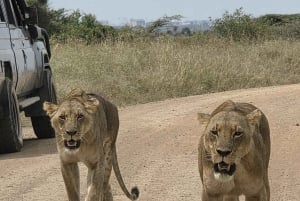 Nairobi: Guidad safari i nationalparken