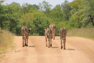 PRIVATE OVERNIGHT TSAVO EAST SAFARI FROM MOMBASA OR DIANI