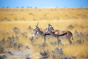 PRIVATE OVERNIGHT TSAVO EAST SAFARI FROM MOMBASA OR DIANI