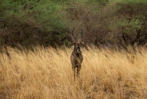 PRIVATE OVERNIGHT TSAVO EAST SAFARI FROM MOMBASA OR DIANI