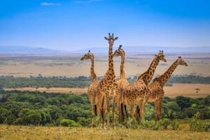 Private Safari Day-Tour in Amboseli National Park