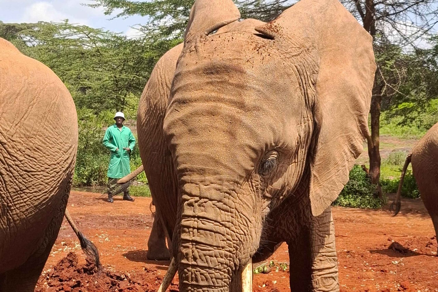 Индивидуальная экскурсия: парк Найроби и приют слонов на внедорожнике