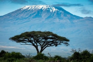 Private Tour to Amboseli National Park