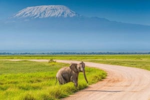 Private Tour to Amboseli National Park