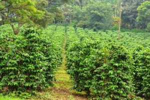 Prywatna wycieczka do Fairview Coffee Farm w Nairobi z odbiorem osobistym