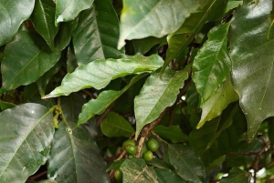 Prywatna wycieczka do Fairview Coffee Farm w Nairobi z odbiorem osobistym