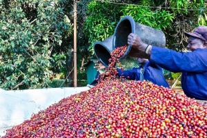 Prywatna wycieczka do Fairview Coffee Farm w Nairobi z odbiorem osobistym