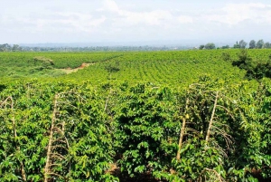 Prywatna wycieczka do Fairview Coffee Farm w Nairobi z odbiorem osobistym