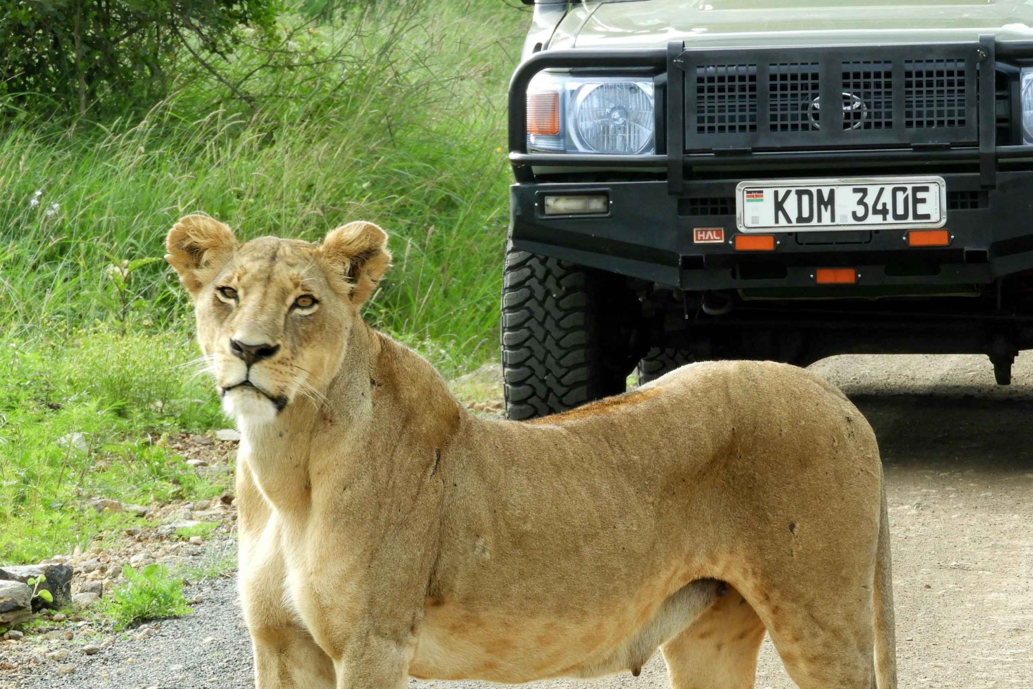 Visite privée du parc national de Nairobi
