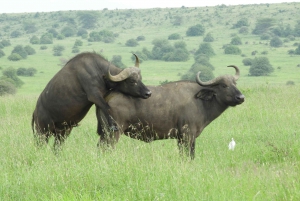 Prywatna wycieczka do Parku Narodowego Nairobi