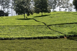 From Nairobi: Purple Tea Farm Half Day Tour