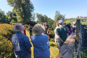 Purple Tea Farm Tour from Nairobi - Explore Gatura Greens