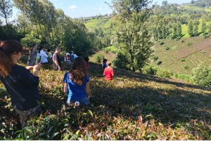 Purple Tea Farm Tour from Nairobi - Explore Gatura Greens