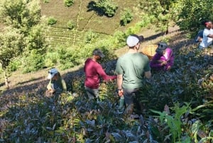 Purple Tea Farm Tour from Nairobi - Explore Gatura Greens