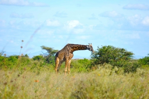 Real Nairobi City walking Tour