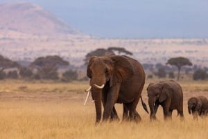 Mieten Sie ein Lokal