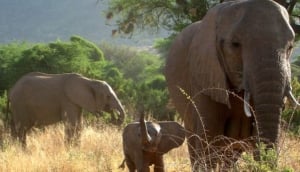 Rhino Safaris ltd