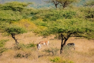 3-dniowe safari w Rezerwacie Narodowym Samburu z Nairobi