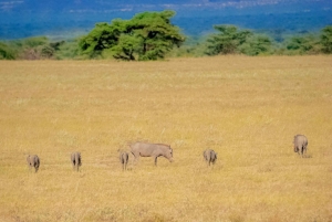 3-dniowe safari w Rezerwacie Narodowym Samburu z Nairobi