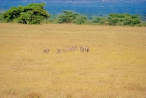 3-dniowe safari w Rezerwacie Narodowym Samburu z Nairobi