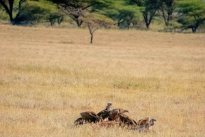 3-dniowe safari w Rezerwacie Narodowym Samburu z Nairobi