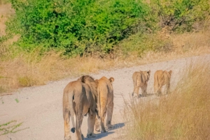 3-dniowe safari w Rezerwacie Narodowym Samburu z Nairobi