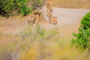3-dniowe safari w Rezerwacie Narodowym Samburu z Nairobi