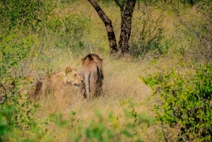 3-dniowe safari w Rezerwacie Narodowym Samburu z Nairobi