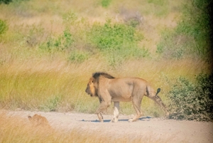 3-dniowe safari w Rezerwacie Narodowym Samburu z Nairobi