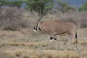 3-dniowe safari w Rezerwacie Narodowym Samburu z Nairobi