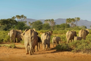 3-dniowe safari w Rezerwacie Narodowym Samburu z Nairobi