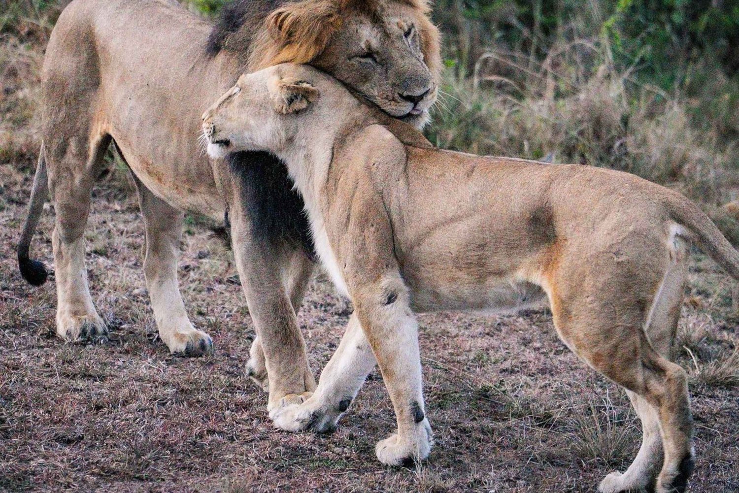 3Dag Samburu National Reserve: onderdompeling in cultuur en wilde dieren
