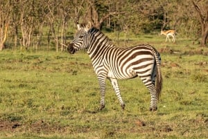 3Day Samburu National Reserve: Culture & Wildlife Immersion