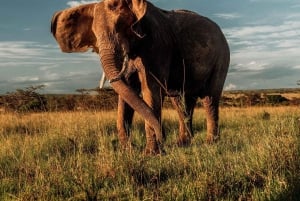 3Day Samburu National Reserve: Culture & Wildlife Immersion