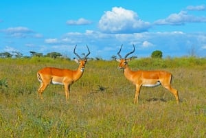 3Day Samburu National Reserve: Culture & Wildlife Immersion